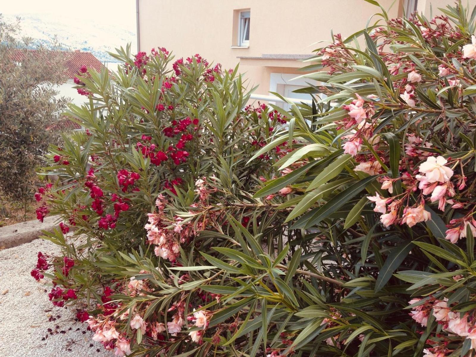 House Agradable Apartment Seget Vranjica Bagian luar foto